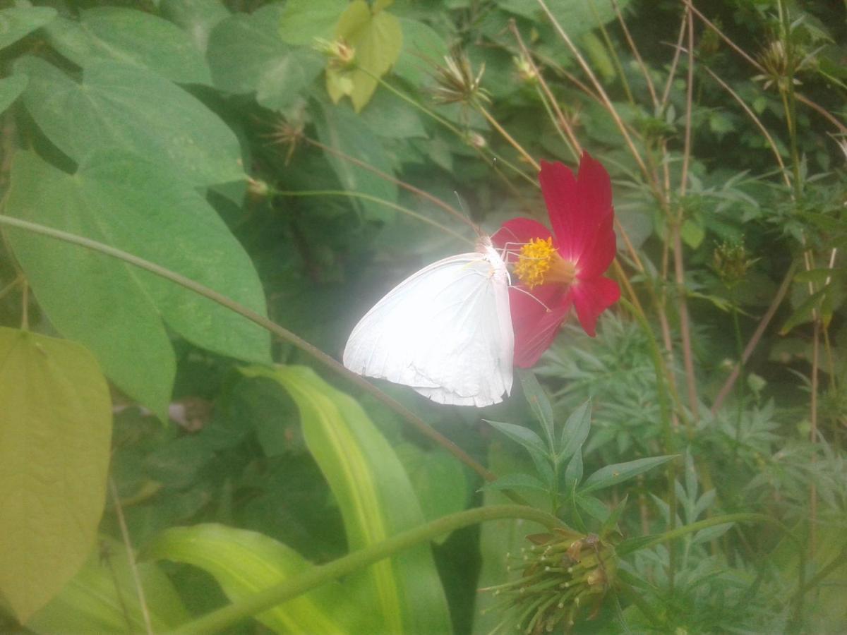 Country house Laureana Campestre