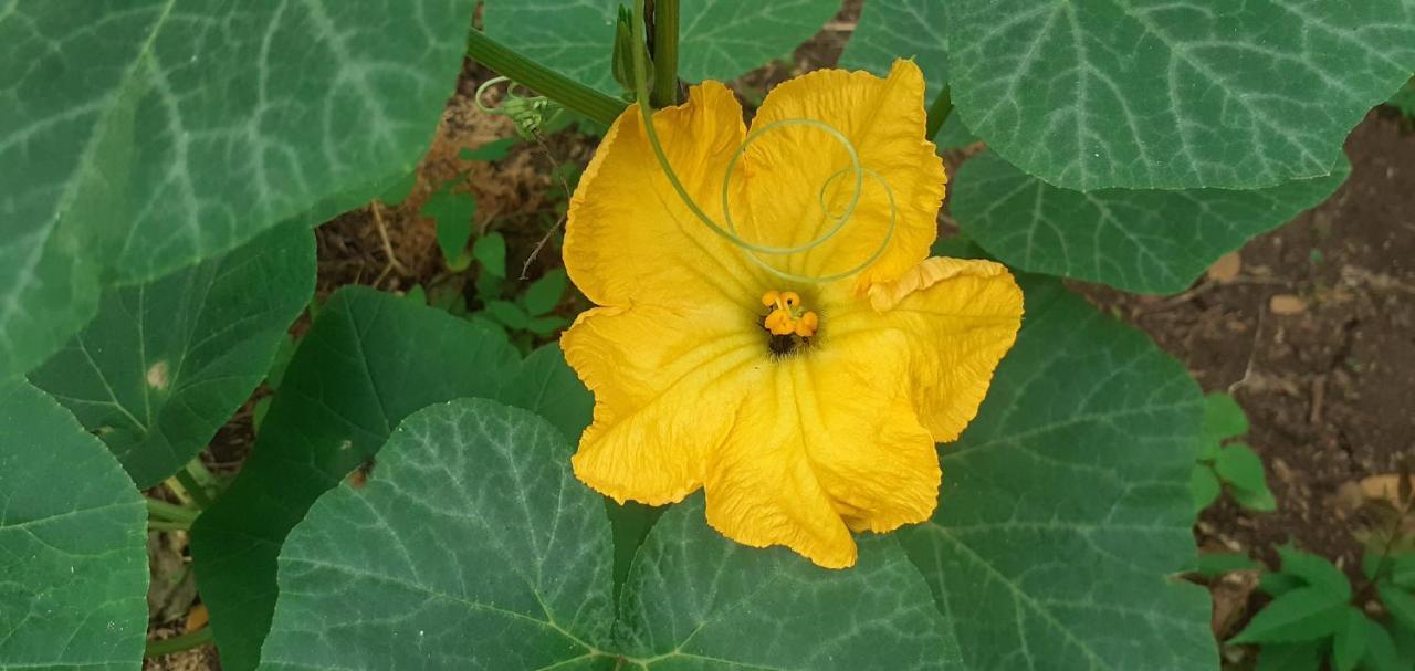 Laureana Campestre Country house Agua de Dios