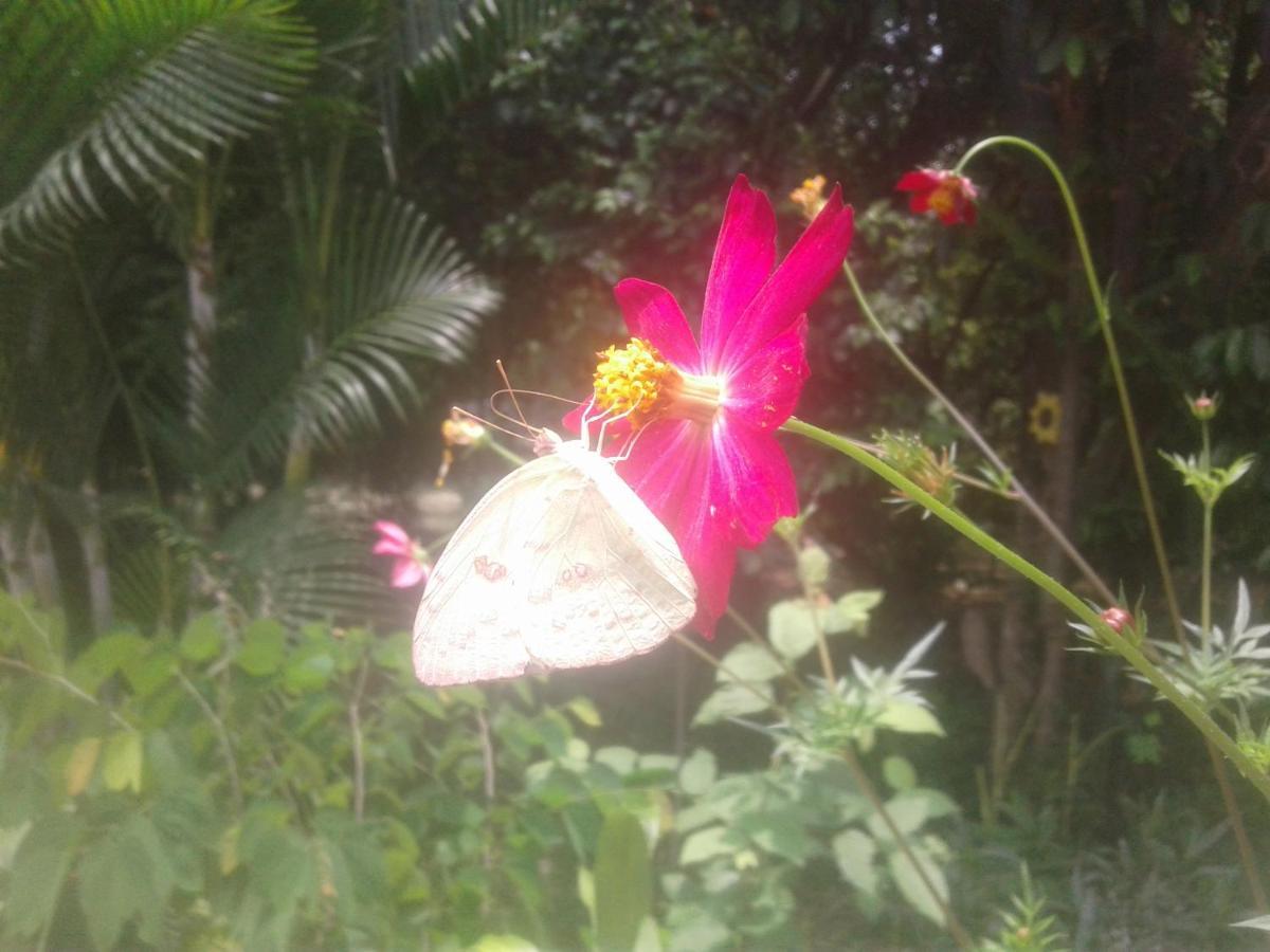 Laureana Campestre