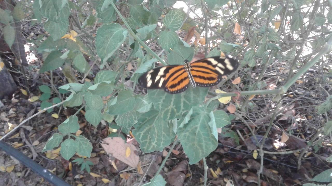 Laureana Campestre Country house