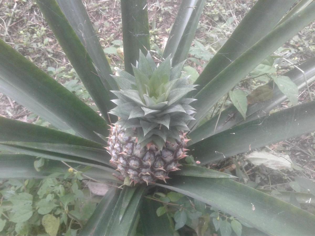 Country house Laureana Campestre Agua de Dios