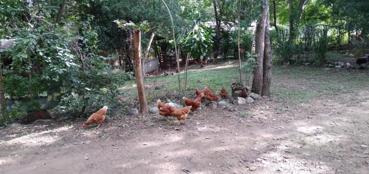 Laureana Campestre